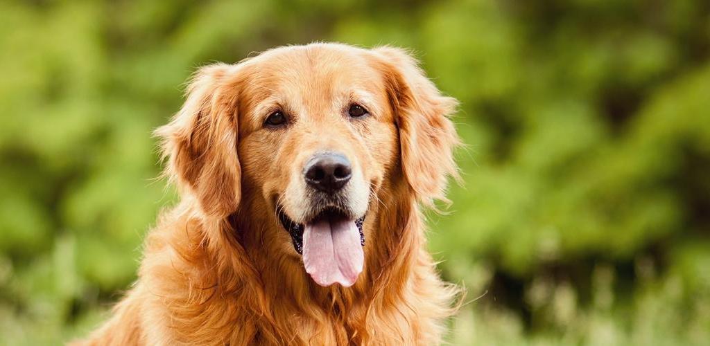 Senior Online Dating Service For Relationships No Sign Up